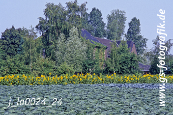 Bild in den Warenkorb click